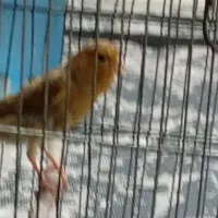 قناری ماده|پرنده|ری, تقی آباد|دیوار