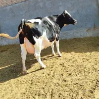 ۳راس گاو آبستن هلشتاین