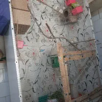 فنج|پرنده|کارون, |دیوار