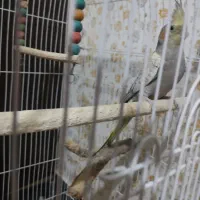 عروس هلندی نر و ماده|پرنده|شیراز, حجت آباد|دیوار