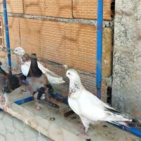 کبوتر دونه ای 150|پرنده|بندر ترکمن, |دیوار