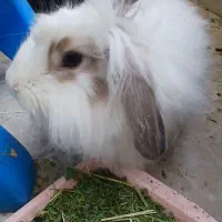 فروش خرگوش لوپ نر