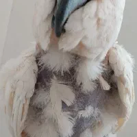 طوطی ملوکان سخنگو