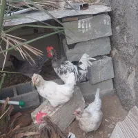 مرغ و خروس دیر