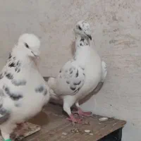 کبوتر فروشی|پرنده|گنبد کاووس, |دیوار