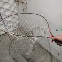 کفتر جفتگاه|پرنده|سبزوار, قاضی زاد|دیوار