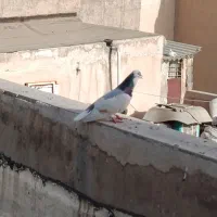 کفتر دولاب باظمانت کتبی