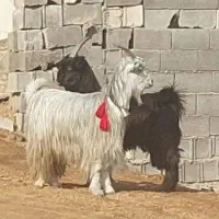 بز بزغاله  دوبر میش بره  بره شیری  میش قوچ