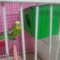 مرغ عشق  بفروش میرسد