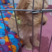 سگ شیتزو پامر|سگ|تبریز, |دیوار