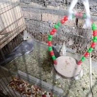 مرغ مینا عروس هلندی