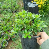 یاس جعبه ۴۰|خدمات باغبانی و درختکاری|کومله, |دیوار