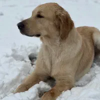 گلدن رتریور