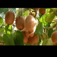 کیوی هایوارد درشت