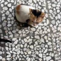 واگذاری|گربه|بندر انزلی, متروپل|دیوار