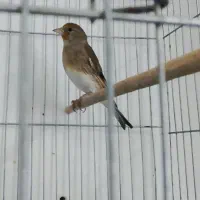 سهره قناری|پرنده|کرمان, |دیوار