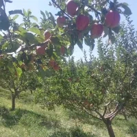 فروش سیب|خوردنی و آشامیدنی|تبریز, |دیوار