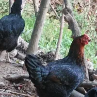 مرغ محلی+ نیمچه خروس گلین|حیوانات مزرعه|رامیان, |دیوار