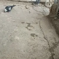 کفتر|پرنده|کلاله, |دیوار