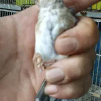 جوجه قفس|پرنده|تهران, اتابک|دیوار