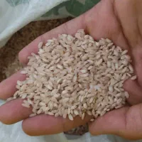 برنج|خوردنی و آشامیدنی|بندر ماهشهر, |دیوار