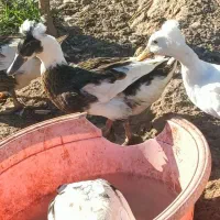 بوقلمون و غاز و اردک کاکولی و مرغ  خروس درجه ۱سالم|حیوانات مزرعه|شاهین دژ, |دیوار