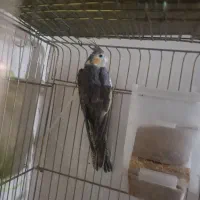 فروش عروس هلندی|پرنده|پاکدشت, پاکدشت (مامازند)|دیوار