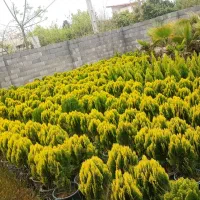 گل و گیاه بیرونی