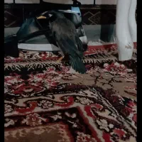 مرغ مینا سخنگو|پرنده|اهواز, سلطانمنش|دیوار