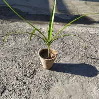 گل های طبیعی اپارتمانی گل اشک گل می دهد