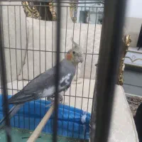 عروس هلندی سخنگو|پرنده|مریوان, |دیوار