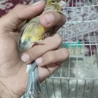 قناری ‌نر‌گرفتنی