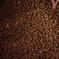 نخود قرمز فروشی