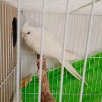 عروس هلندی با2عددجوجه
