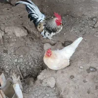 فروش یک جفت مینیاتوری