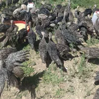 جوجه بوقلمون برنزه