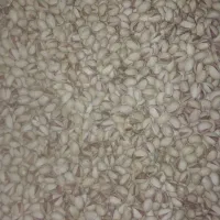 پسته دست چین