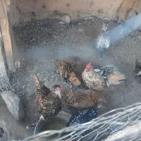 مرغ و خروس سبرایت
