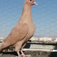 کفتر وکبوتر زرد کرمانی کل وکاکلی