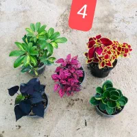 فروش پک گل اقتصادی ارسال رایگان|گل و گیاه طبیعی|قدس, شهرقدس|دیوار