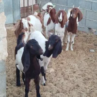 شش عددکولاربزغاله پاکستانی آبستن|حیوانات مزرعه|ملکآباد, |دیوار