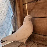 کبوتر|پرنده|مبارکه, |دیوار