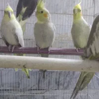 تعداد ۵ عدد عروس هلندی سالم نرو ماده