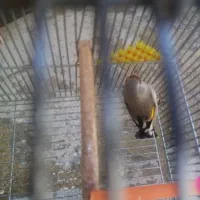 سهره نر|پرنده|شیراز, دست خضر|دیوار