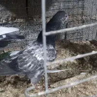 جفتی ۵۰۰|پرنده|بندرعباس, |دیوار