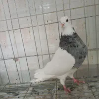 طوقی الماسی ، کارتنی ، آجری