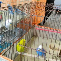 مرغ عشق|پرنده|دوگنبدان, |دیوار