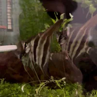 ماهی آنجل آلتوم وارداتی