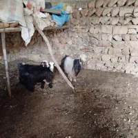 تیر بز|حیوانات مزرعه|ایذه, |دیوار