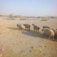 25 راس میش آبستن|حیوانات مزرعه|شیراز, تل حسین‌آباد|دیوار